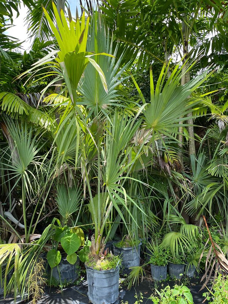sabal-domingensis-santo-domingo-sabal-palm-dominican-sabal-palm
