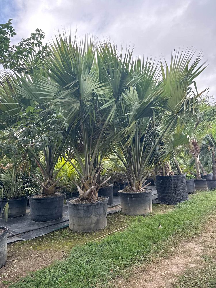 sabal-domingensis-santo-domingo-sabal-palm-dominican-sabal-palm