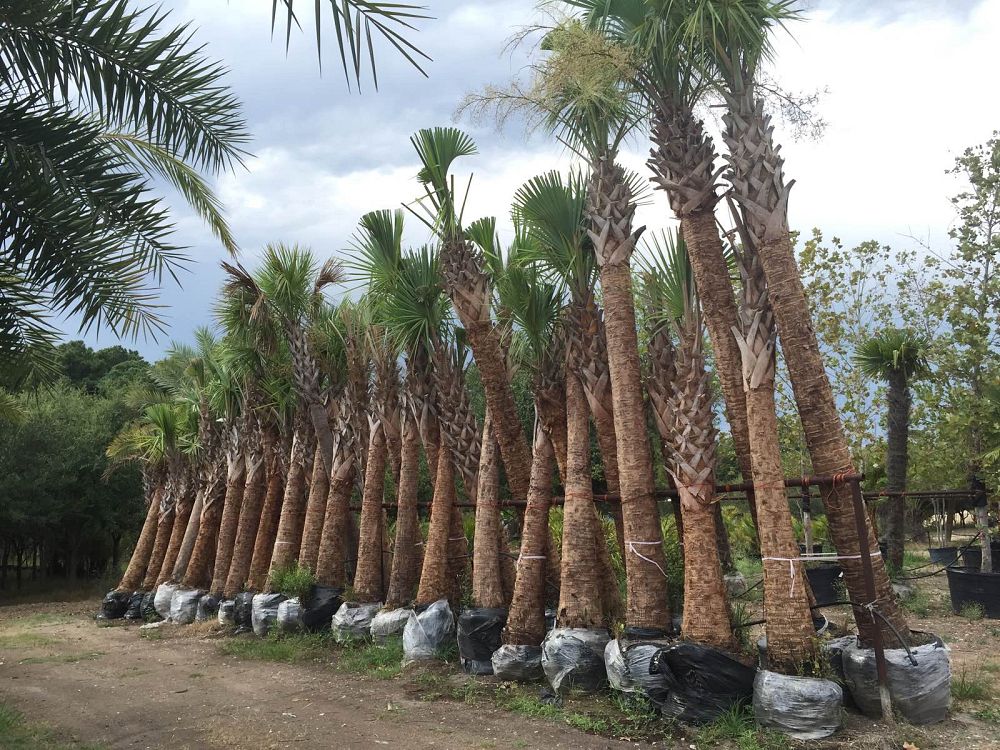 sabal-etonia-florida-scrub-palmetto