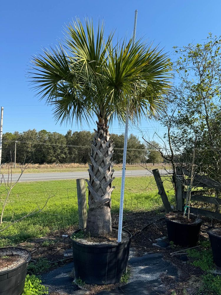 sabal-japa-sabal-palm