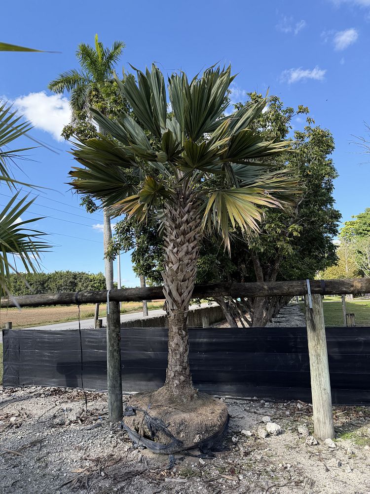 sabal-lisa-cabbage-palm