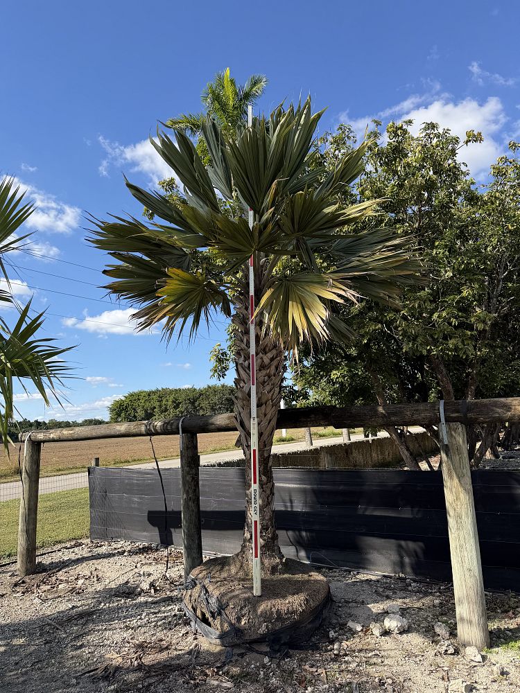 sabal-lisa-cabbage-palm