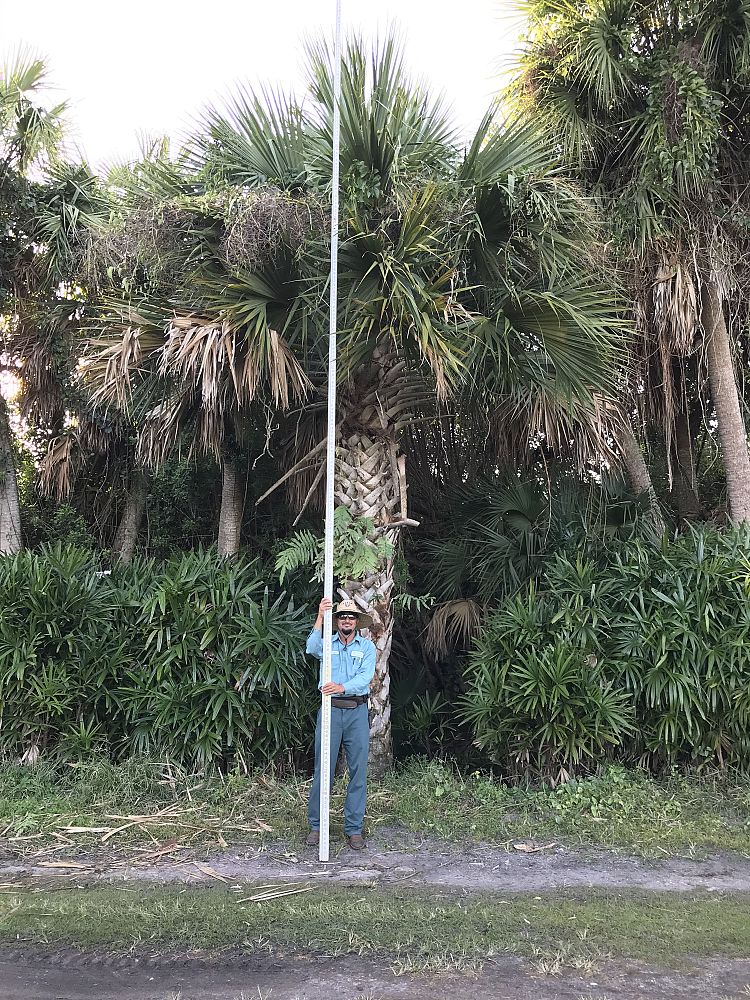 sabal-maritima