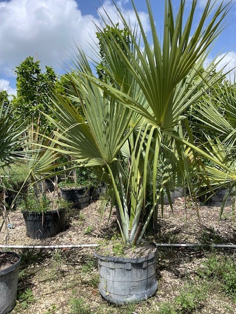 sabal-maritima