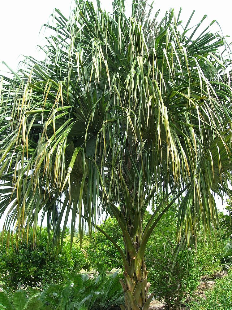 sabal-mauritiiformis-savannah-palm