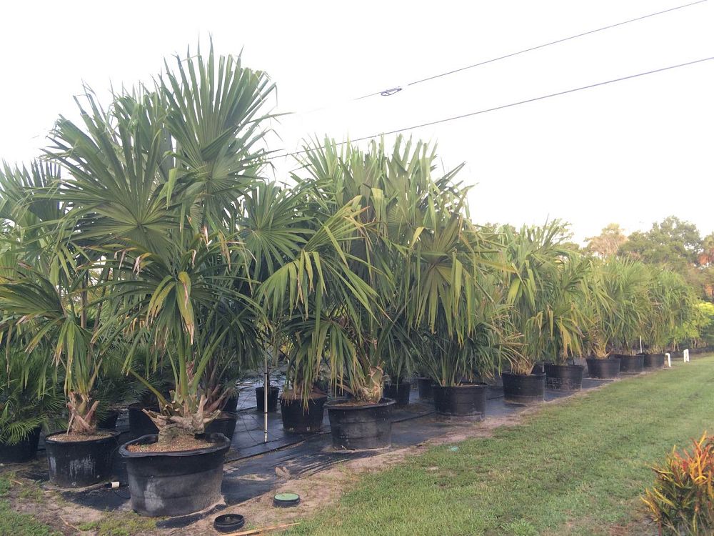 sabal-mauritiiformis-savannah-palm
