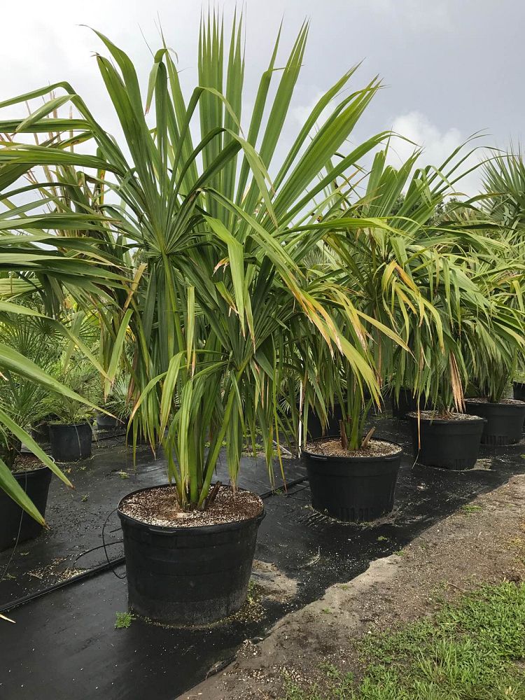 sabal-mauritiiformis-savannah-palm