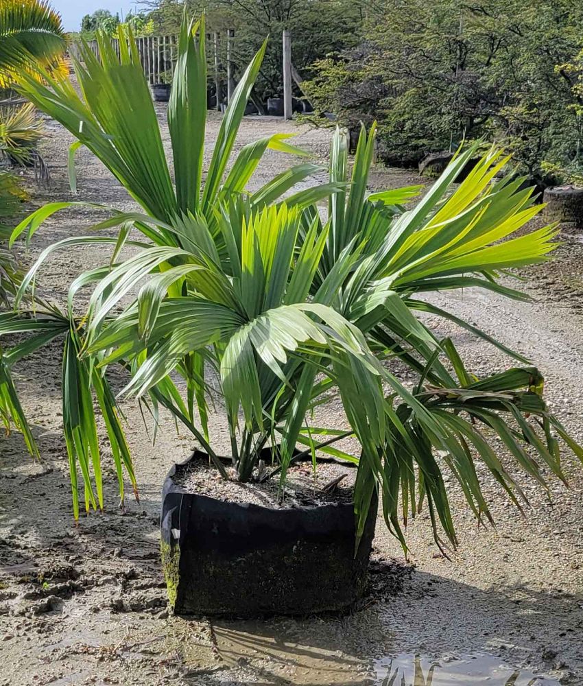 sabal-mauritiiformis-savannah-palm