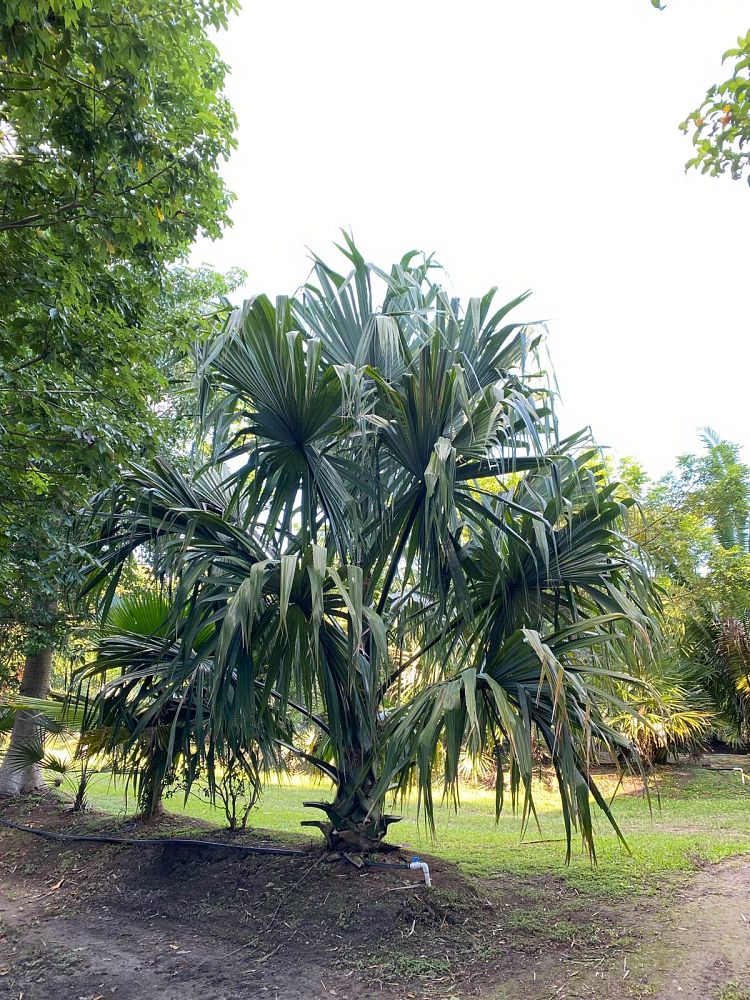 sabal-mauritiiformis-savannah-palm