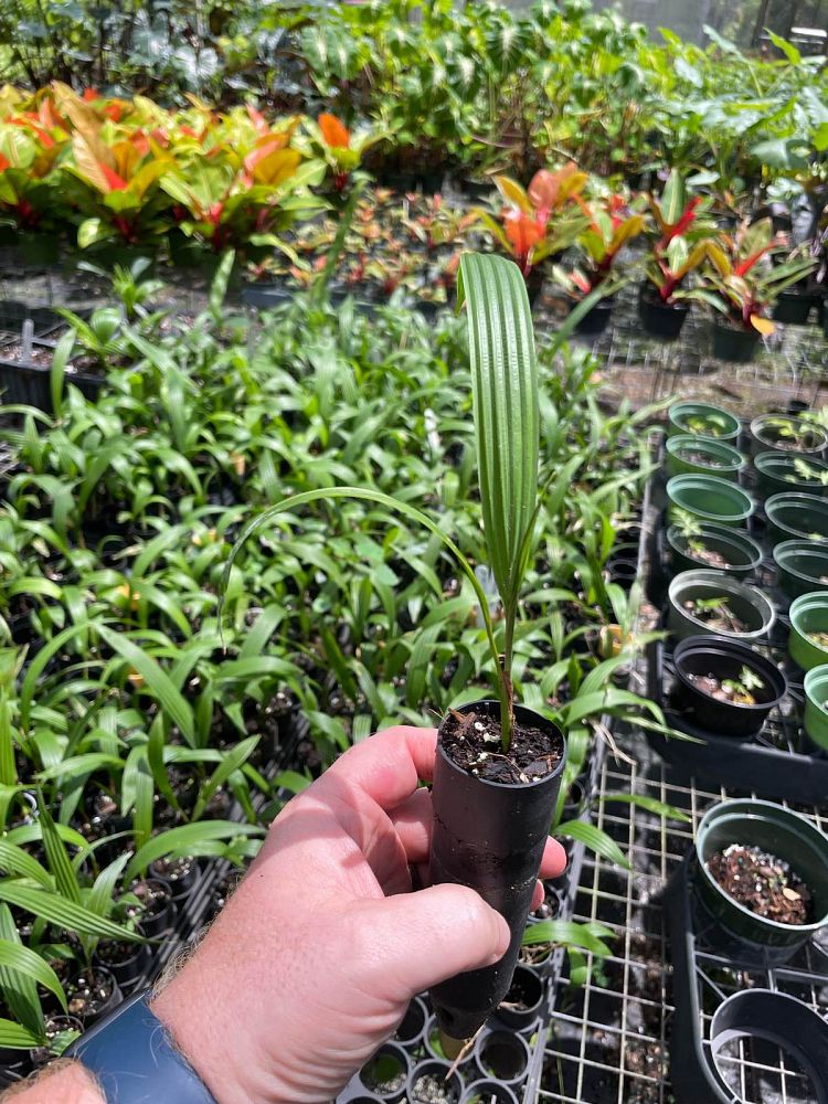 sabal-mauritiiformis-savannah-palm