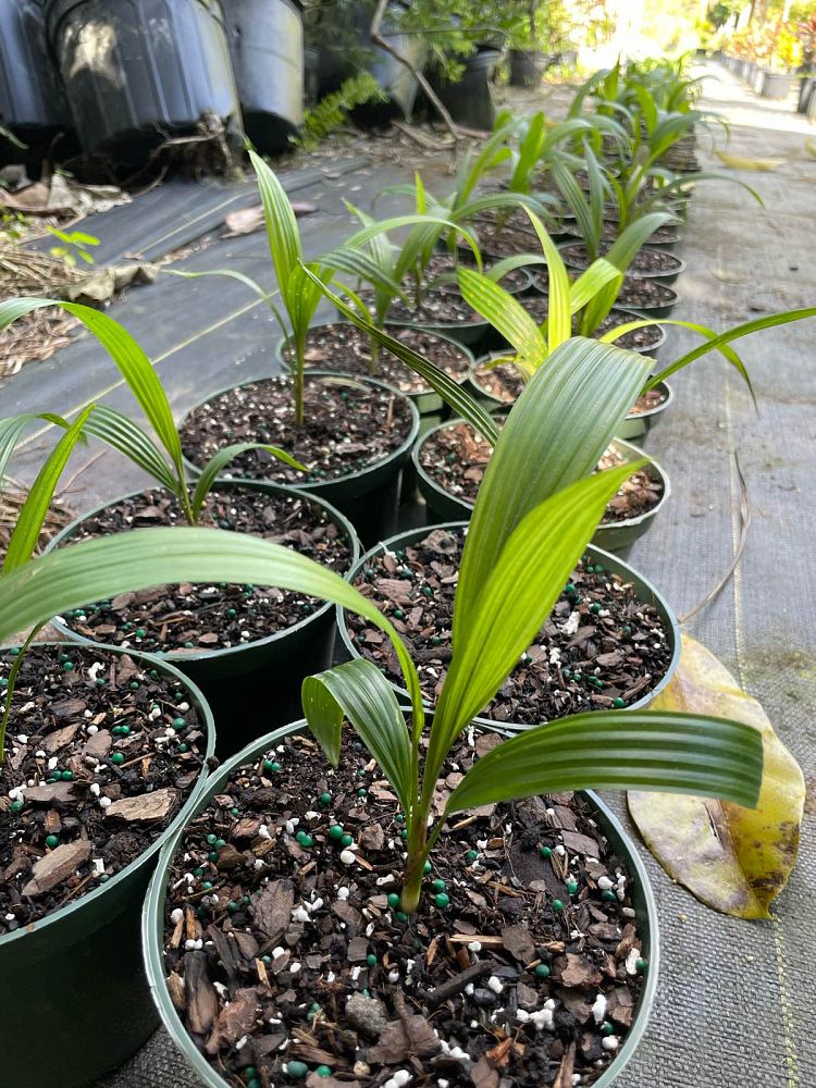 sabal-mauritiiformis-savannah-palm