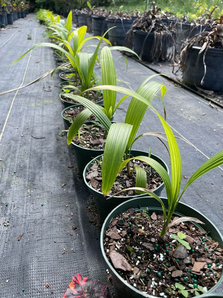sabal-mauritiiformis-savannah-palm