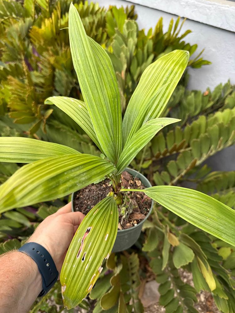 sabal-mauritiiformis-savannah-palm