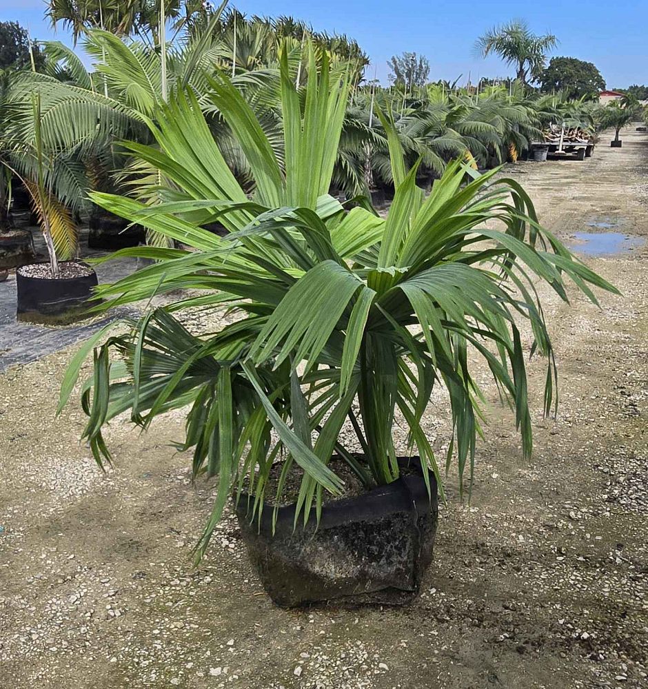 sabal-mauritiiformis-savannah-palm