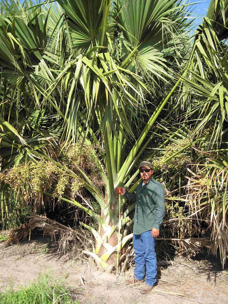 sabal-mexicana-sabal-texana-texas-palmetto-texas-sabal