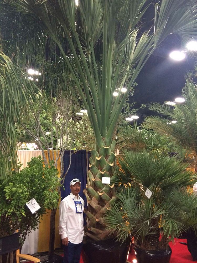 sabal-mexicana-sabal-texana-texas-palmetto-texas-sabal
