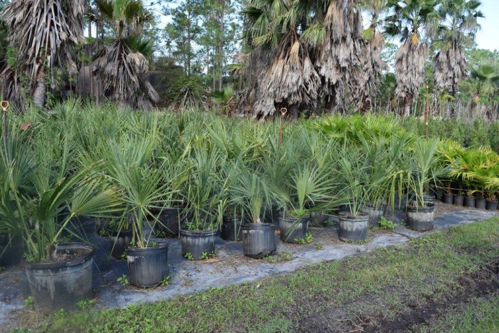 sabal-mexicana-sabal-texana-texas-palmetto-texas-sabal