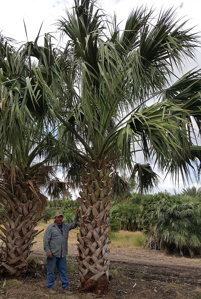 sabal-mexicana-sabal-texana-texas-palmetto-texas-sabal