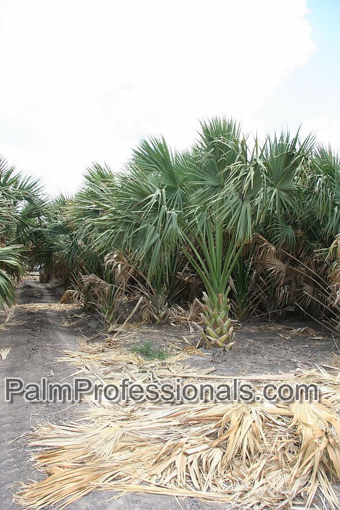 sabal-mexicana-sabal-texana-texas-palmetto-texas-sabal