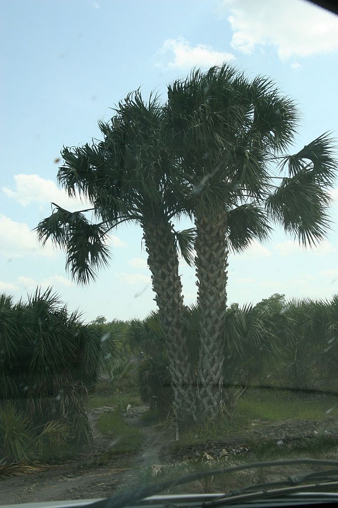sabal-mexicana-sabal-texana-texas-palmetto-texas-sabal