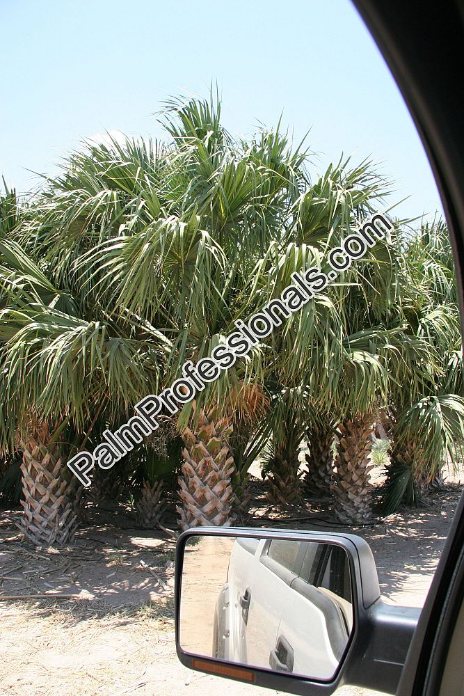 sabal-mexicana-sabal-texana-texas-palmetto-texas-sabal