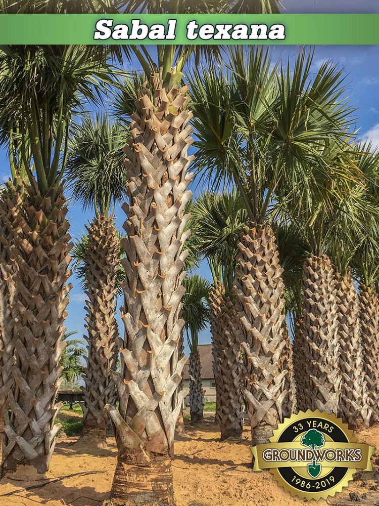sabal-mexicana-sabal-texana-texas-palmetto-texas-sabal