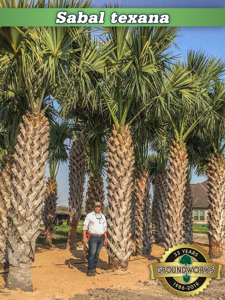 sabal-mexicana-sabal-texana-texas-palmetto-texas-sabal