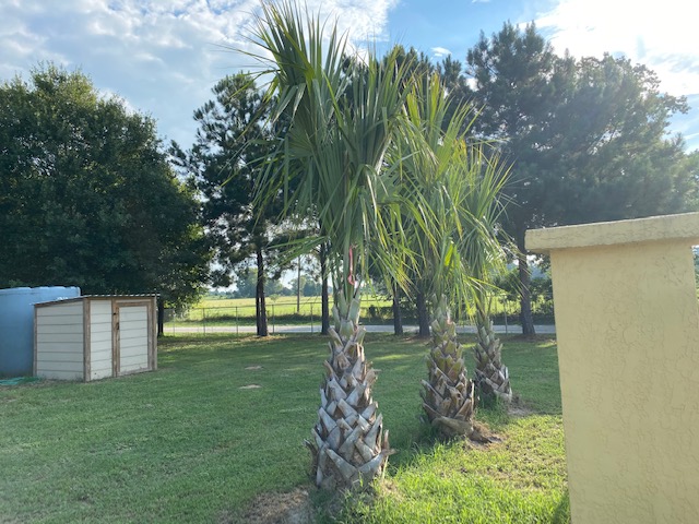sabal-mexicana-sabal-texana-texas-palmetto-texas-sabal