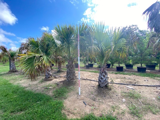 sabal-mexicana-sabal-texana-texas-palmetto-texas-sabal