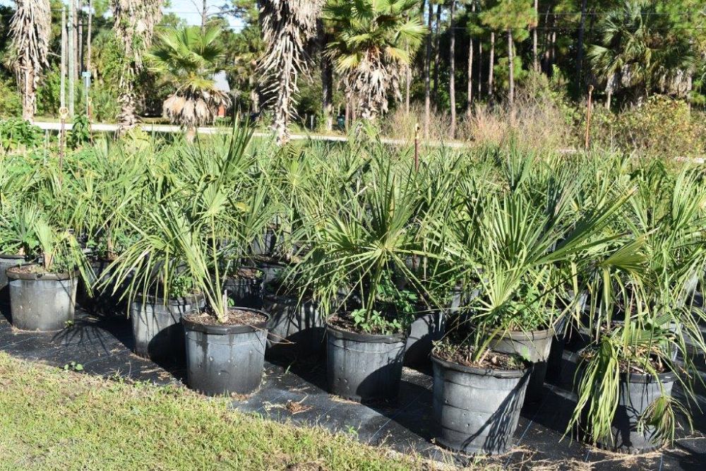 sabal-mexicana-sabal-texana-texas-palmetto-texas-sabal