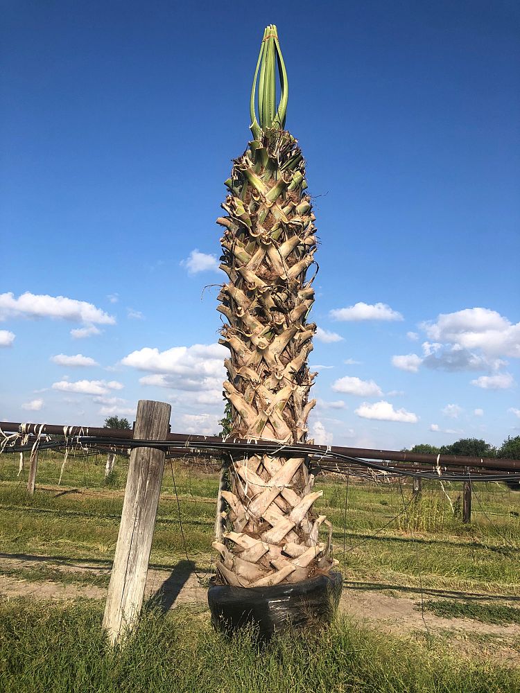 sabal-mexicana-sabal-texana-texas-palmetto-texas-sabal