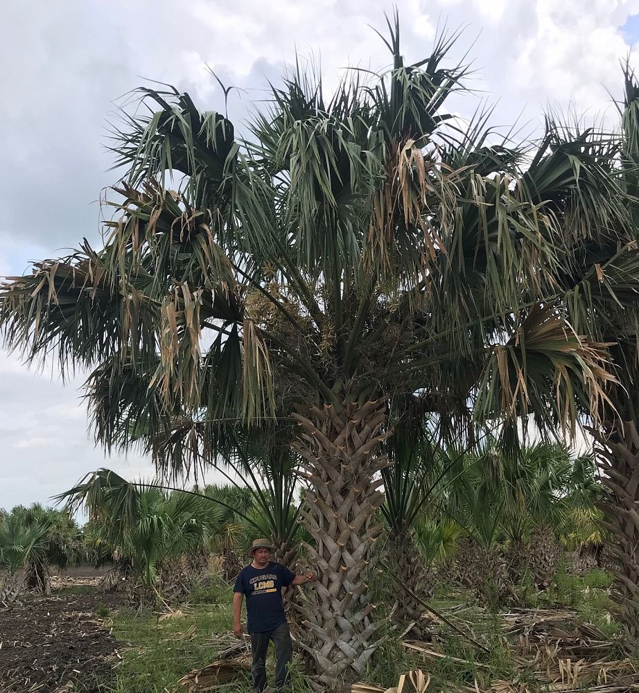 sabal-mexicana-sabal-texana-texas-palmetto-texas-sabal