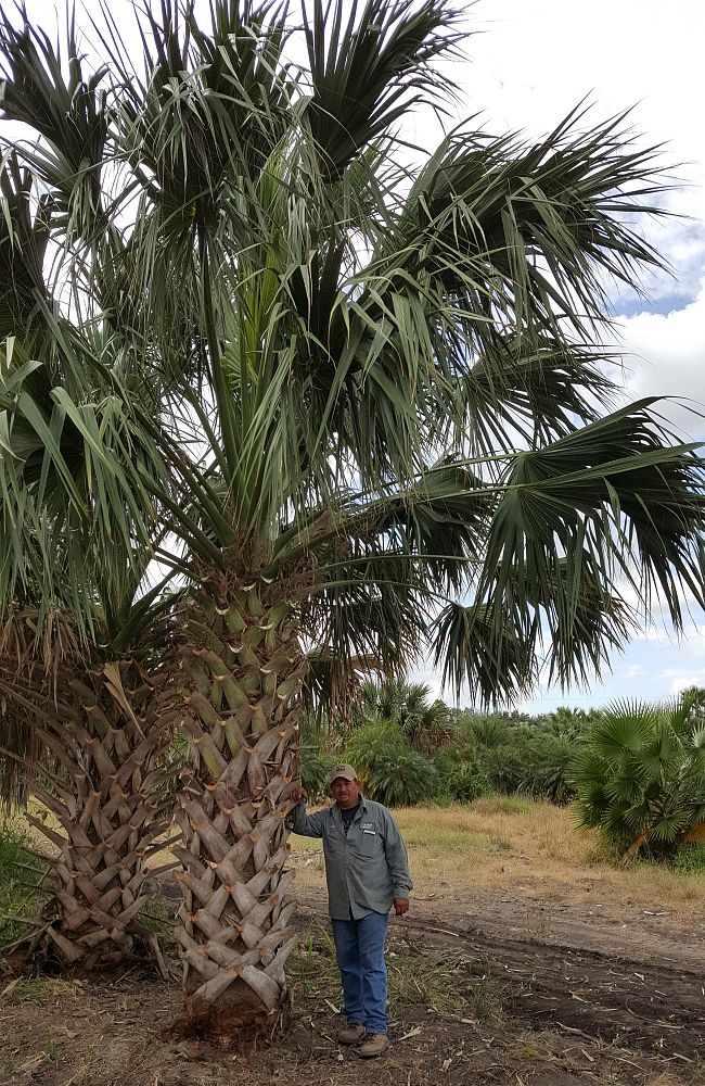 sabal-mexicana-sabal-texana-texas-palmetto-texas-sabal