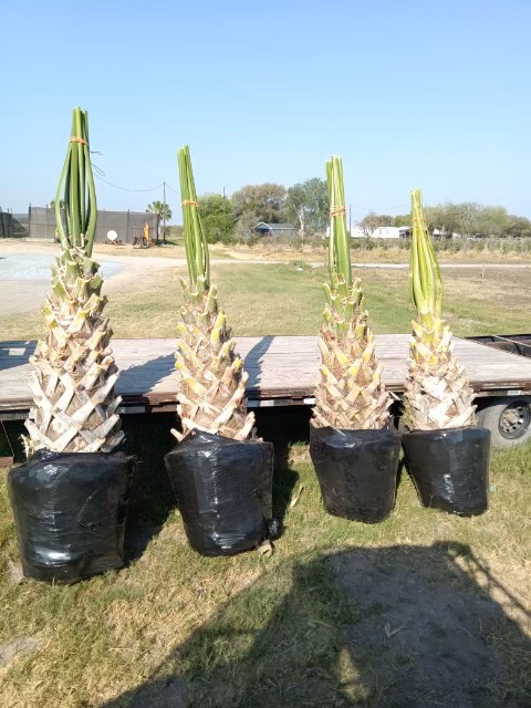 sabal-mexicana-sabal-texana-texas-palmetto-texas-sabal