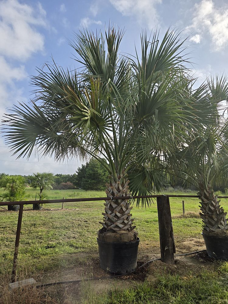 sabal-mexicana-sabal-texana-texas-palmetto-texas-sabal