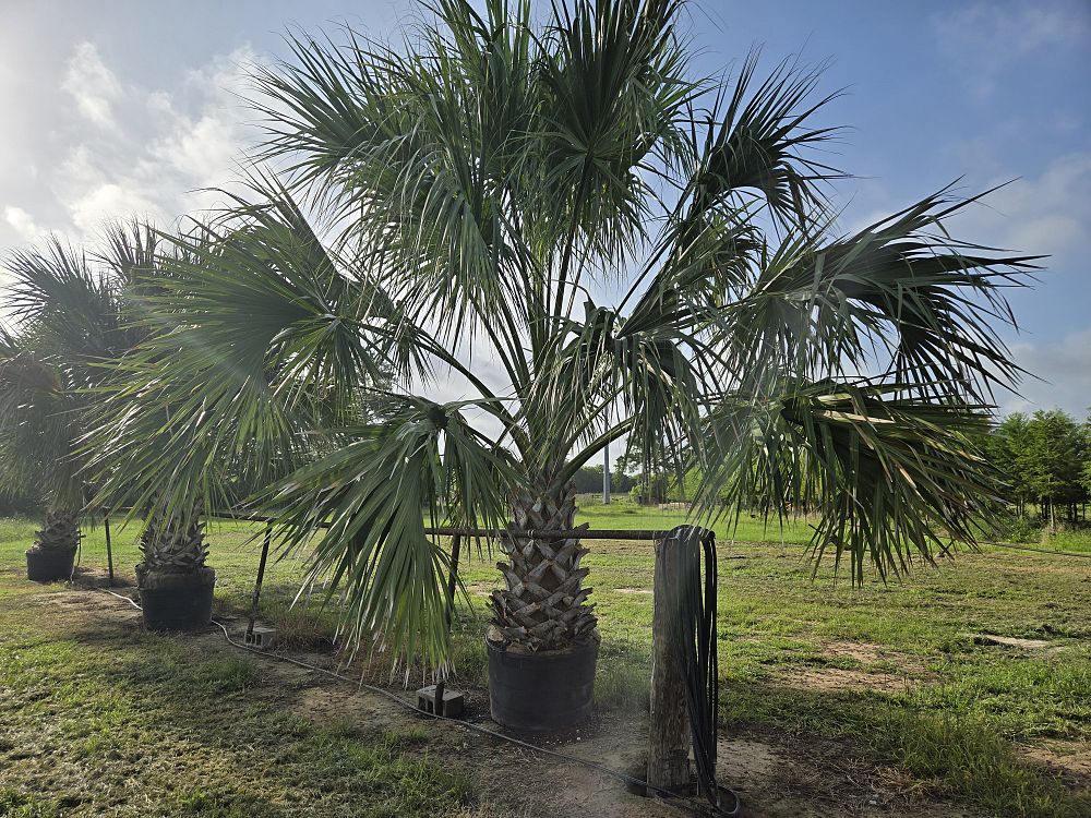 sabal-mexicana-sabal-texana-texas-palmetto-texas-sabal