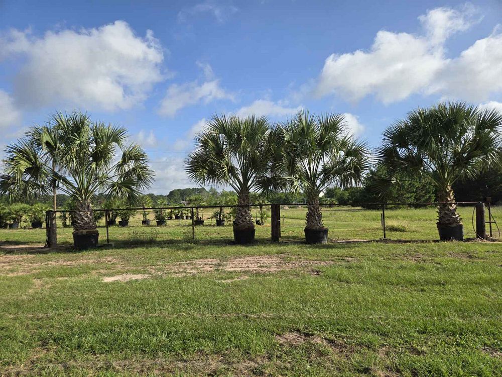 sabal-mexicana-sabal-texana-texas-palmetto-texas-sabal