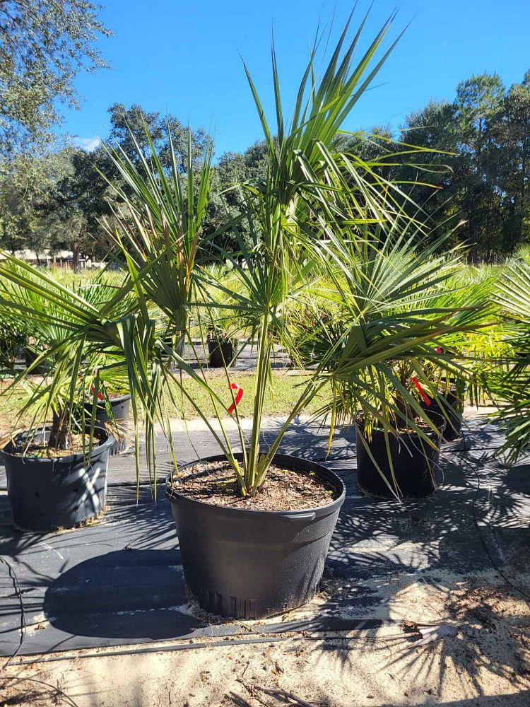 sabal-mexicana-sabal-texana-texas-palmetto-texas-sabal