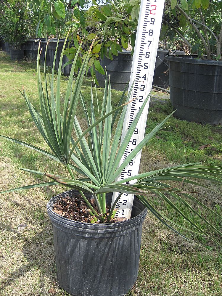 sabal-minor-dwarf-blue-stem-palmetto