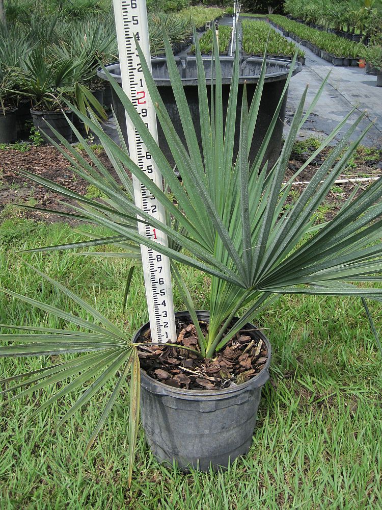 sabal-minor-dwarf-blue-stem-palmetto