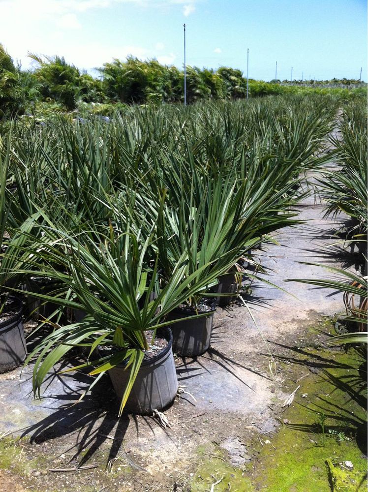 sabal-minor-dwarf-blue-stem-palmetto