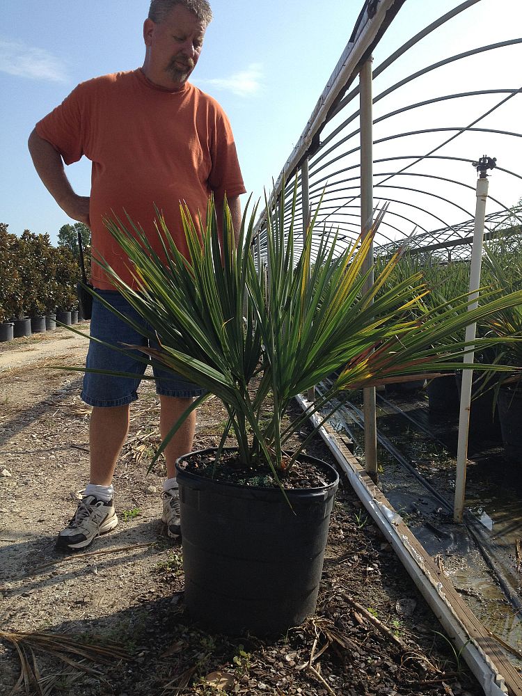 sabal-minor-dwarf-blue-stem-palmetto