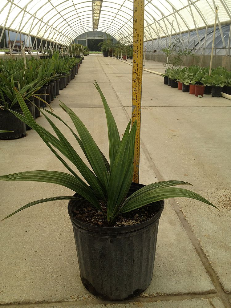 sabal-minor-dwarf-blue-stem-palmetto