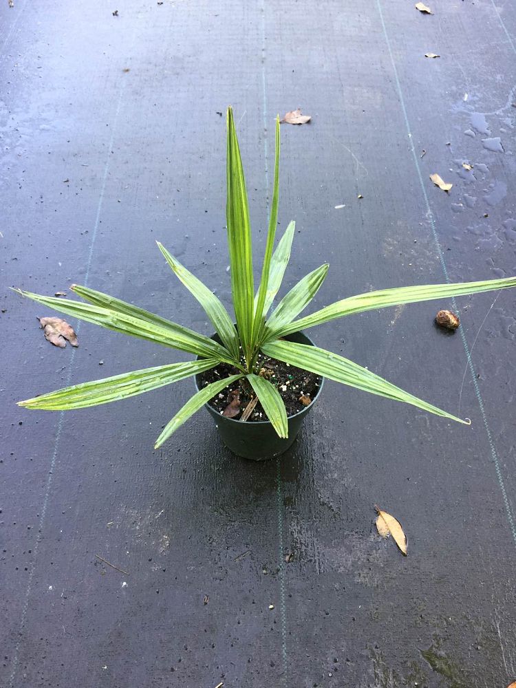 sabal-minor-dwarf-blue-stem-palmetto
