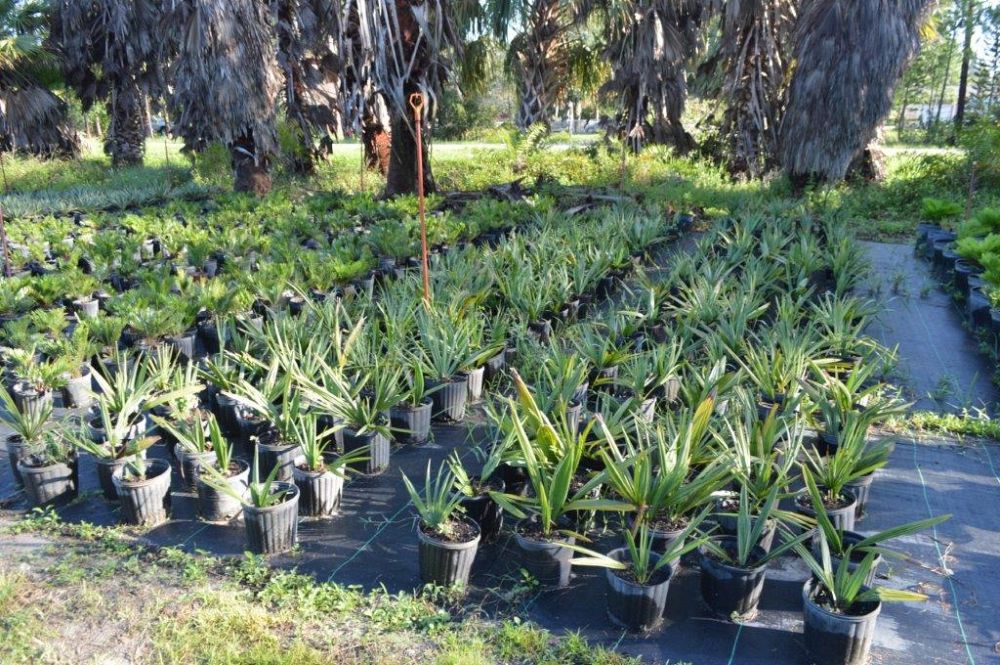 sabal-minor-dwarf-blue-stem-palmetto