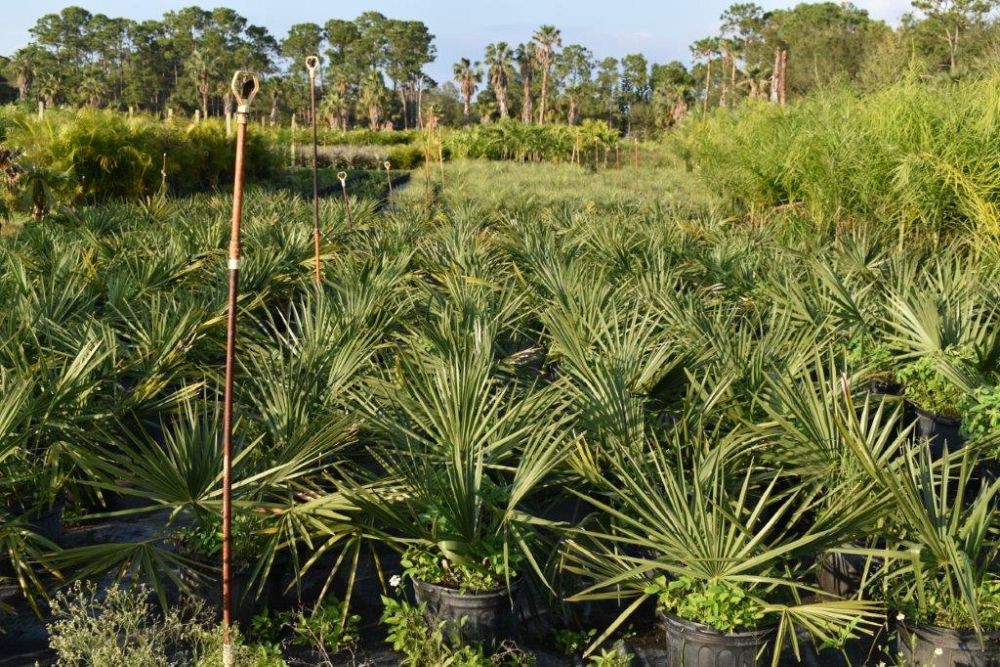 sabal-minor-dwarf-blue-stem-palmetto