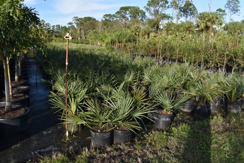 sabal-minor-dwarf-blue-stem-palmetto