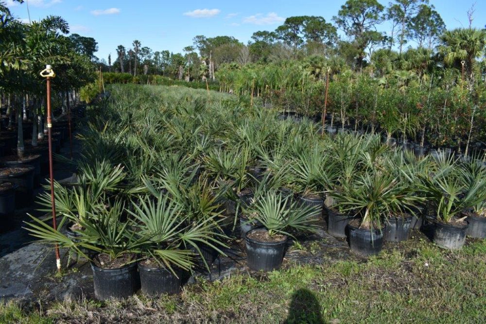 sabal-minor-dwarf-blue-stem-palmetto