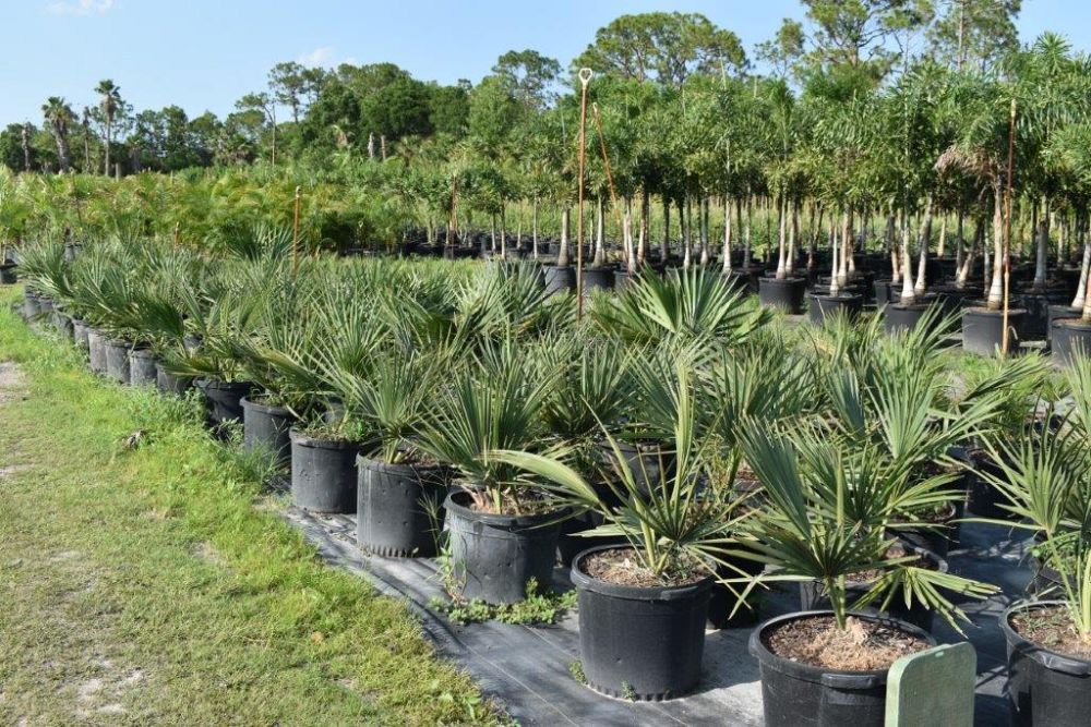 sabal-minor-dwarf-blue-stem-palmetto