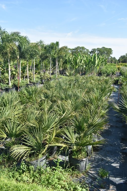sabal-minor-dwarf-blue-stem-palmetto